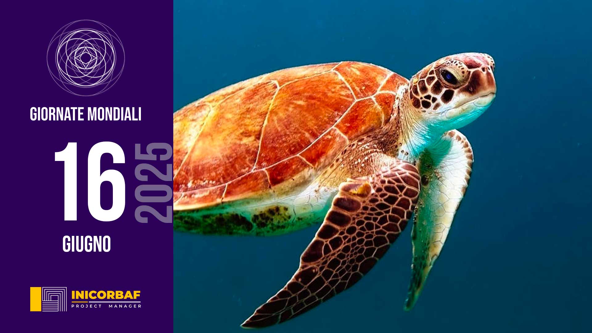 Giornata Mondiale della tartaruga marina